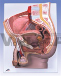 Male Pelvis Model, 2-Part